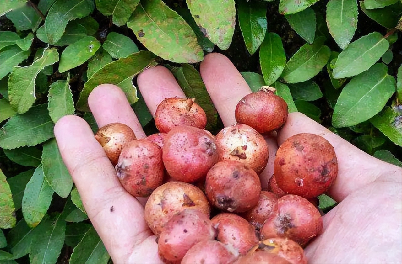 6月五种野果将成熟,70,80后的回忆,一个比一个好吃,你吃过吗