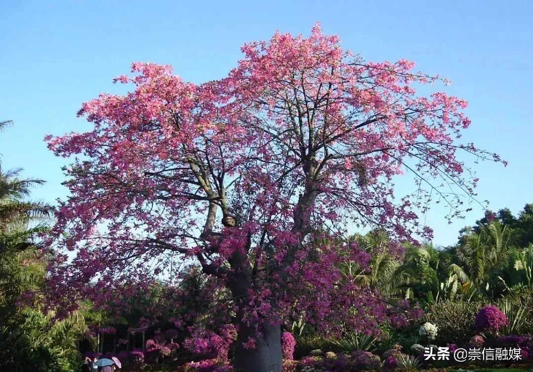 北方观花乔木图片