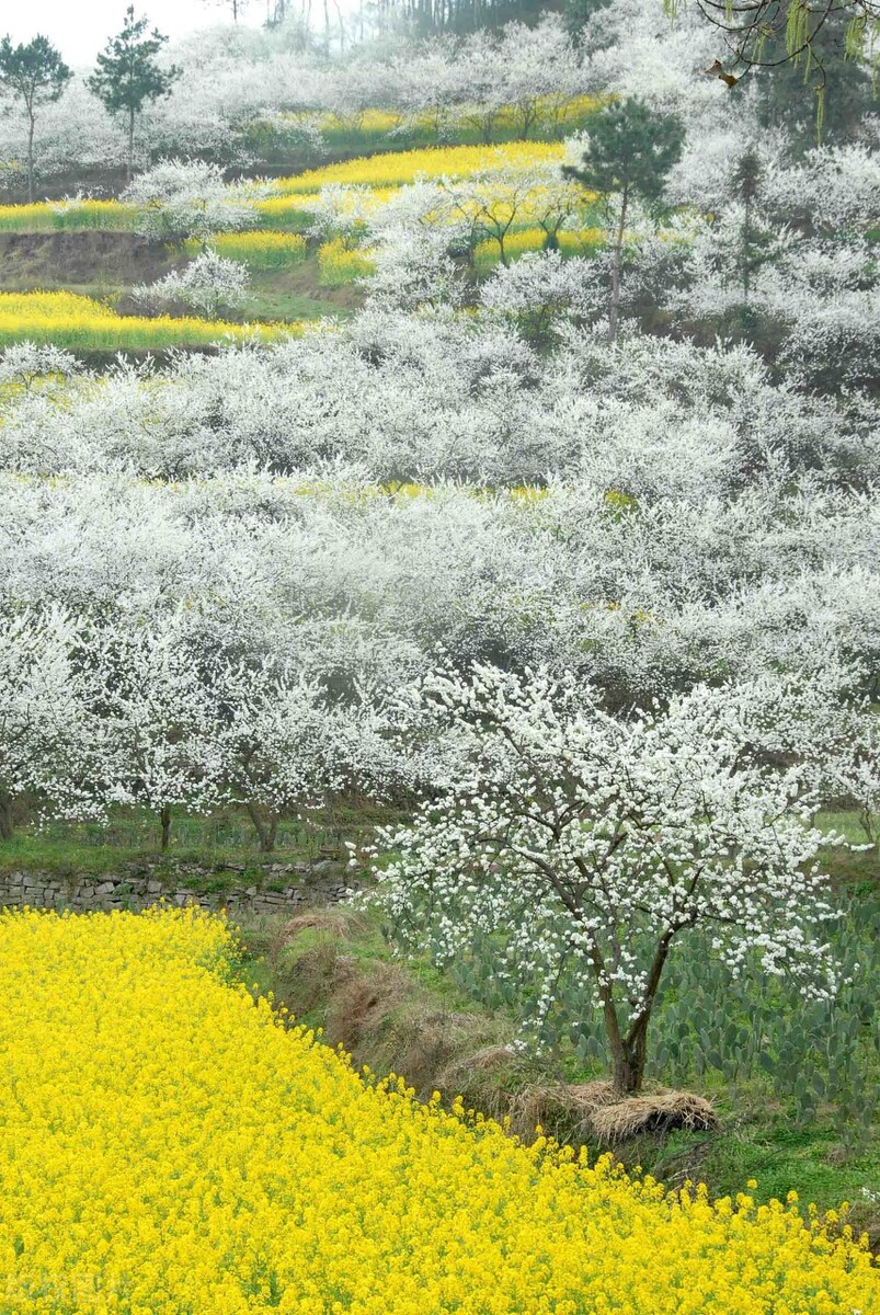 假如没有贵州，中国的春天就要凋零一半