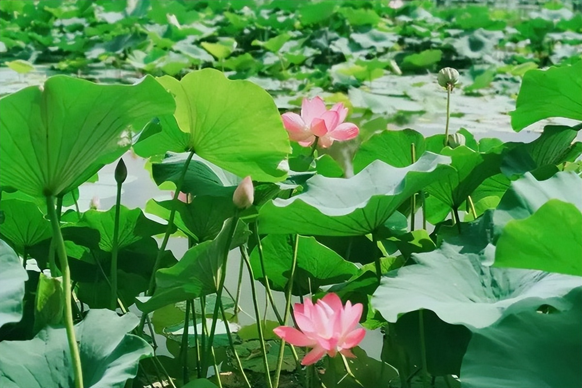 荷花什么时候开放的季节，观赏荷花开的更佳时间