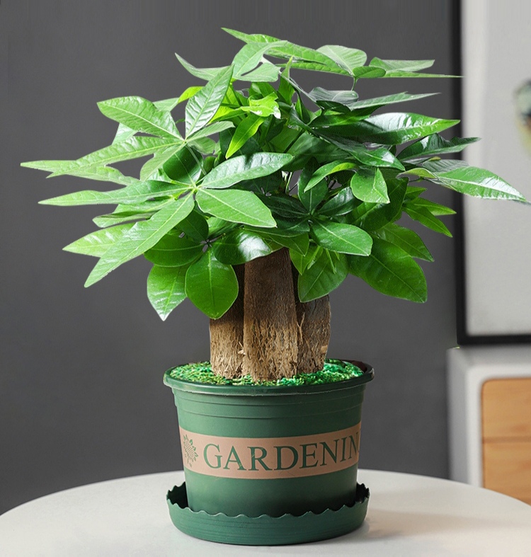 镇宅的花卉绿植有哪些（三种镇宅花一养旺家好运来）