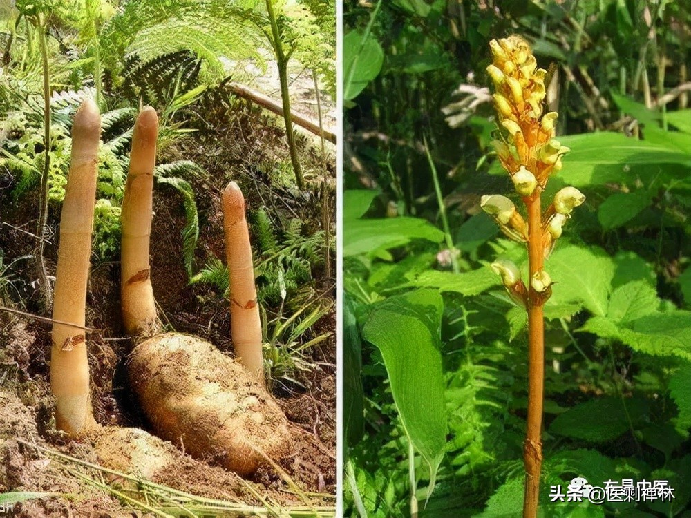 天麻叶子图片（天麻药物的功效和作用介绍）