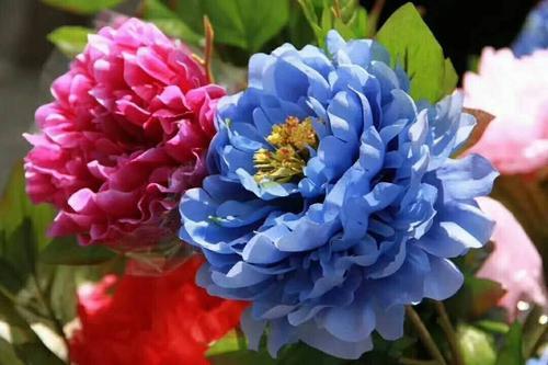 桃花的花语是什么（你几月出生就是哪种花陪着你）