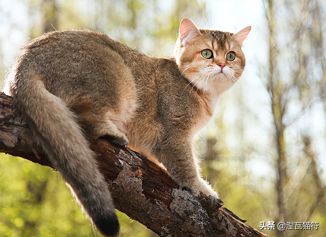 英国短毛猫丨金渐层（黑金）