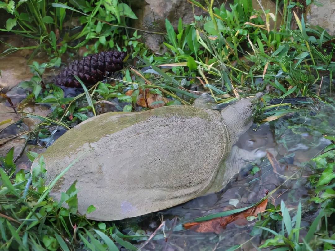 以前常见的甲鱼,生存和繁殖能力都不弱,为何成为"易危物种"?