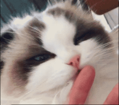 布偶猫不好养？告诉你几大饲养小技巧