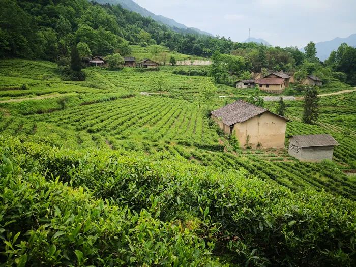 官宣！漢中市茶旅融合精品線路發(fā)布