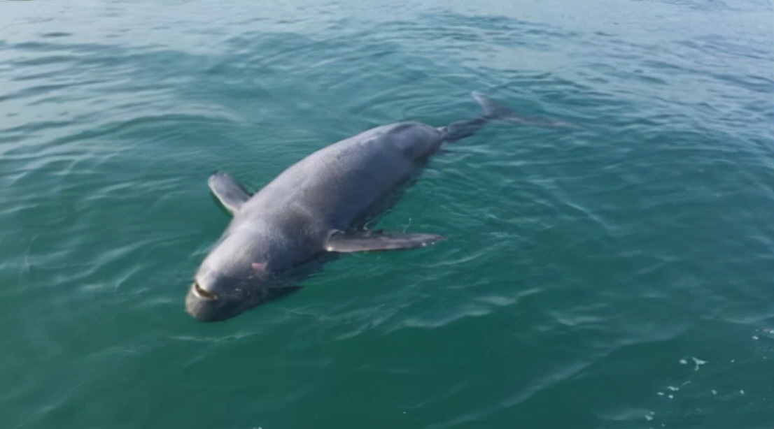 海猪是什么动物(是新物种吗？大连海域出现不明生物，在海面上游来游去)