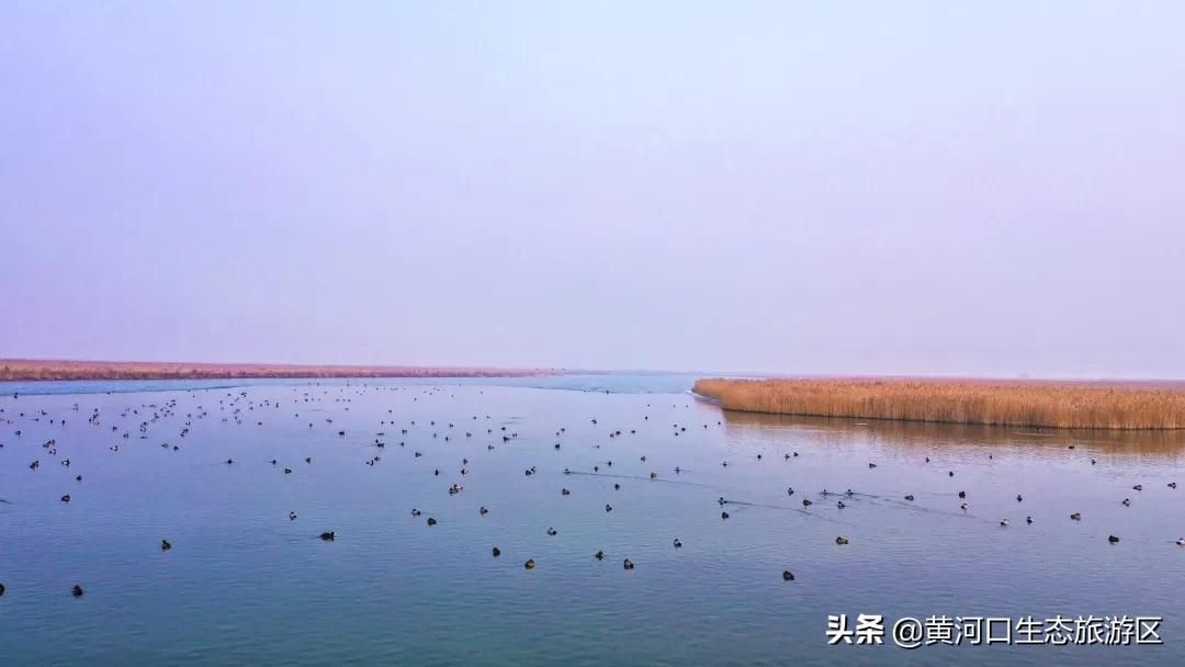 【黄河口生态旅游区】初雪悄临 静谧美好