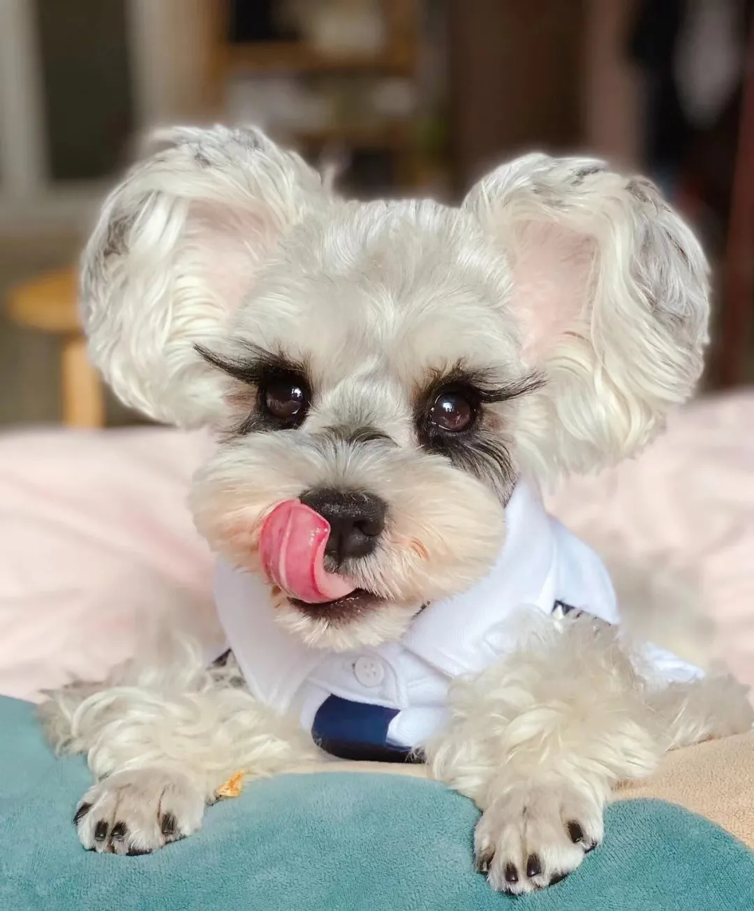 睫毛精?打扮精致的雪纳瑞像极了现实版芭比娃娃,就是小仙女呀