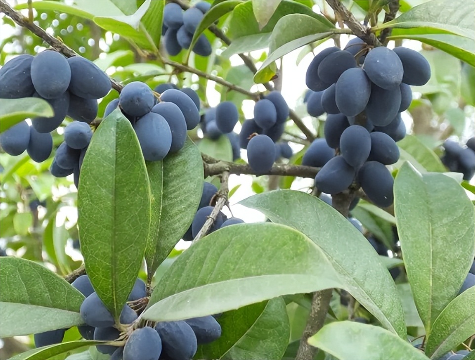 你见过桂花树结果吗桂花树是否结果
