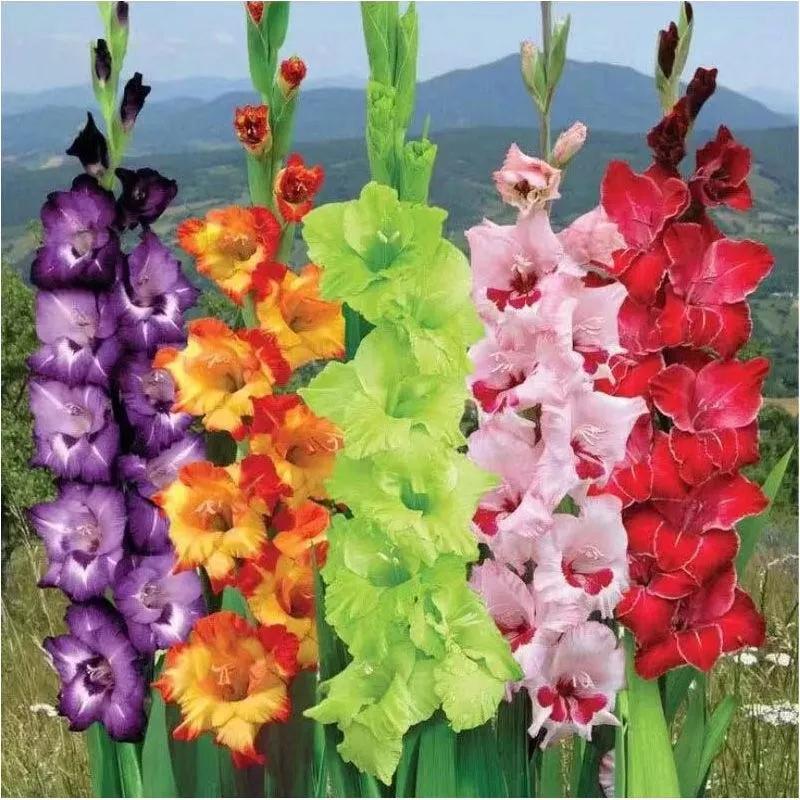 花朵美图｜温柔甜美的初吻、大丽花、耧斗菜花朵合集160张
