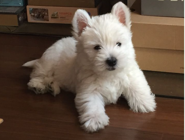 西高地白梗犬图片(为何) - 赤虎壹号