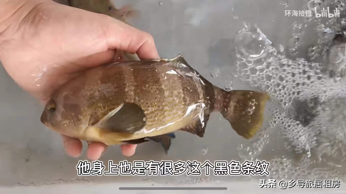 石斑魚圖片,石斑魚圖片大全 圖片高清
