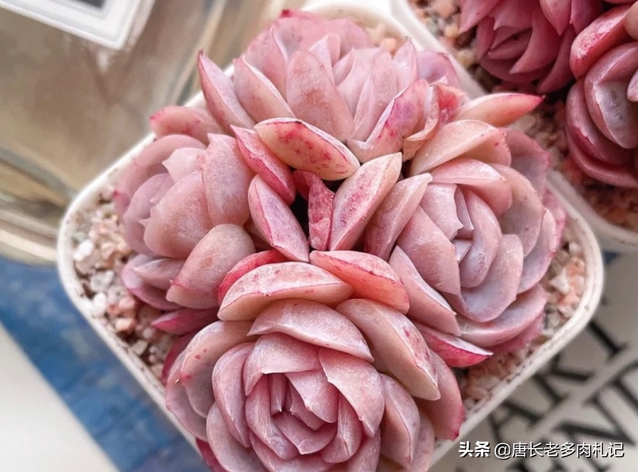 多肉西娜,能驾驭白色,橙色和紫色,还能变通透的月影系全能选手