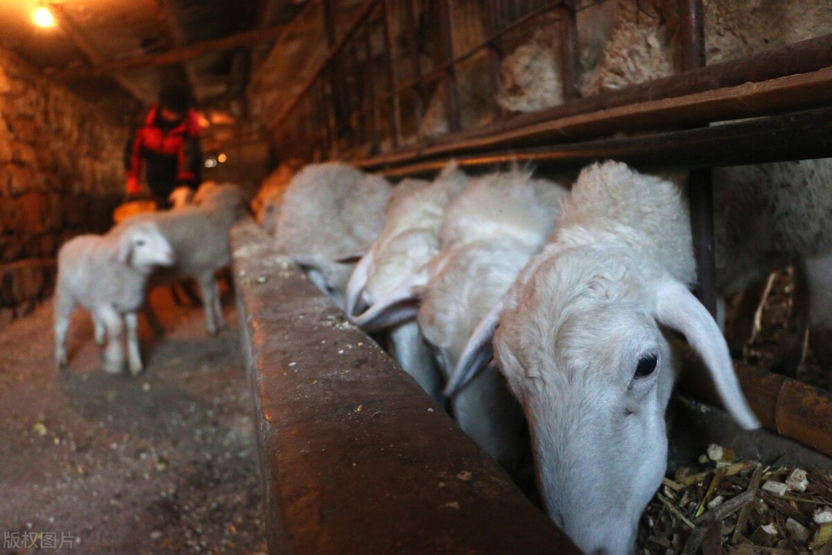 中国优良的羊品种有哪些？推荐4种绵羊和4种山羊，收益多多