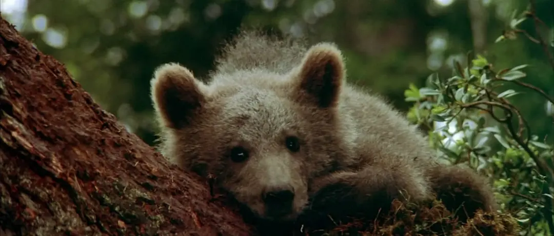 豆瓣9.1分电影《熊的故事》：生存本就不易，请人类停止捕猎