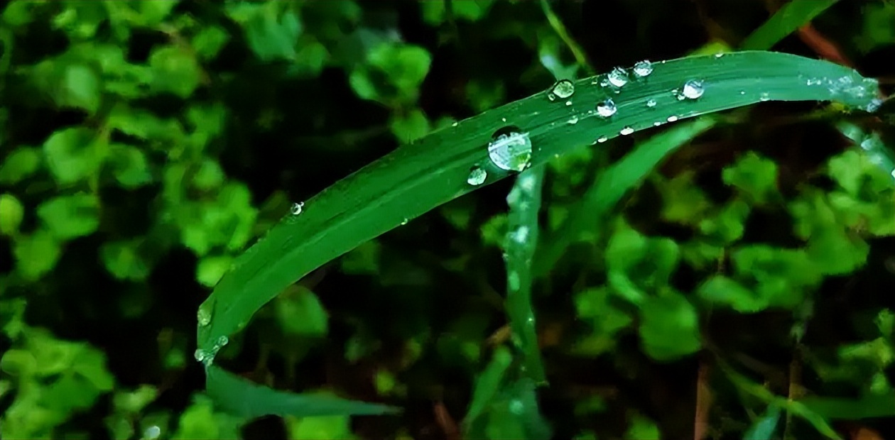 「诗词鉴赏」初夏的雨落在古诗词里，哪首淋湿了你的心？