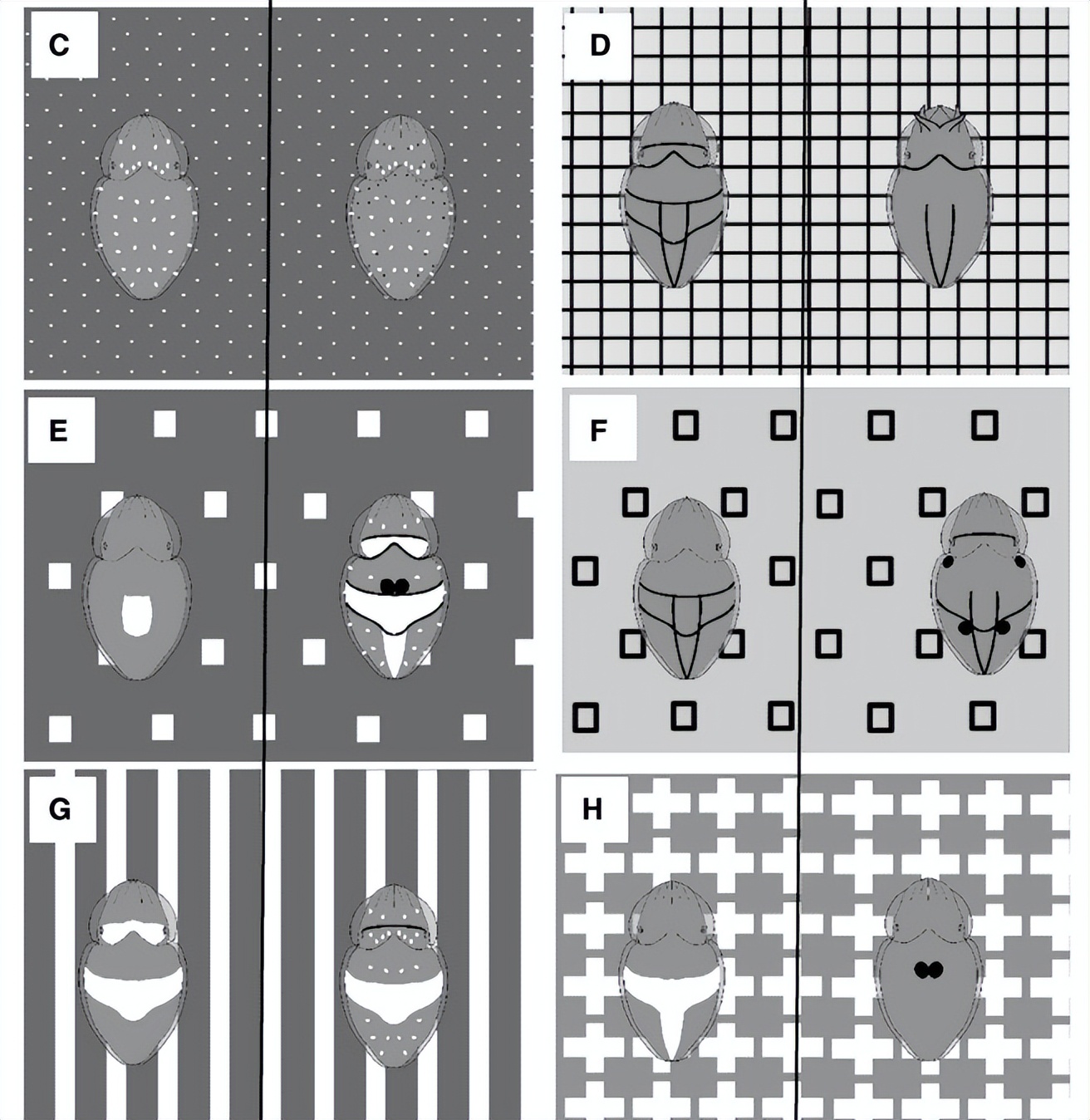 墨鱼被放置在条纹和正方形的背景下，以研究它们伪装的复杂机制