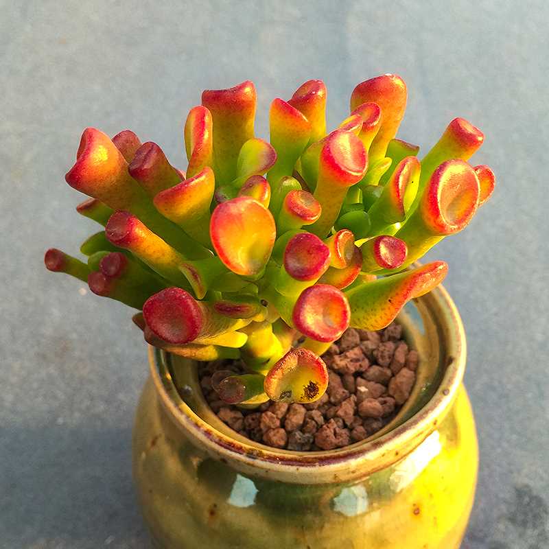 吸财树是一种多肉植物,虽然是多肉,它的叶片不像普通的多肉一样平铺