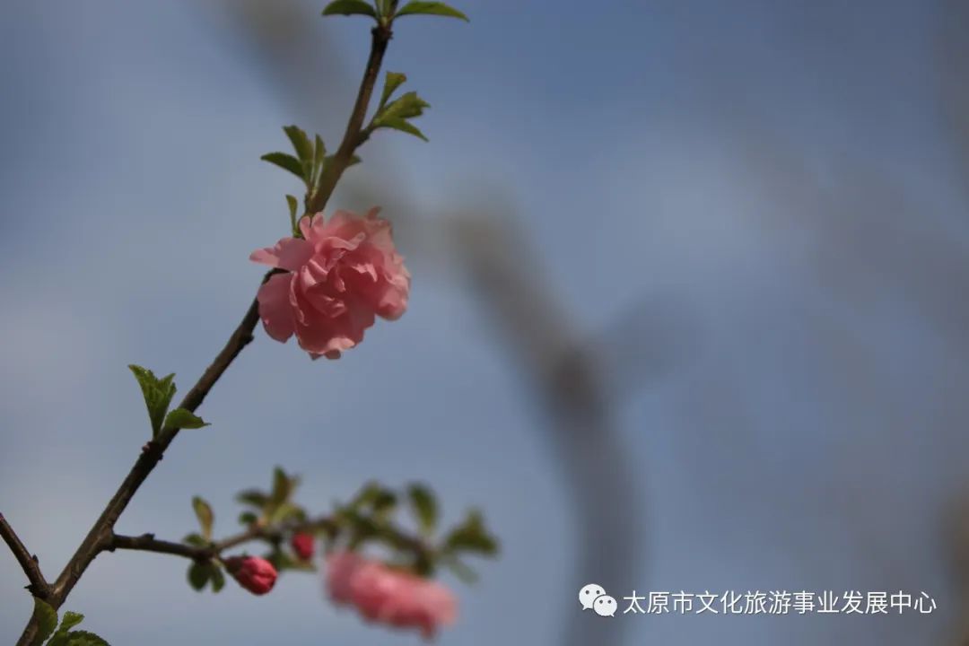 线上展览|“山河春意 锦绣太原——花的世界”主题摄影线上图片展（十四）