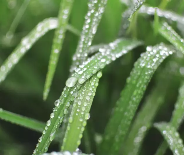 今日雨水｜一场春雨，十里花开，许你岁月静好