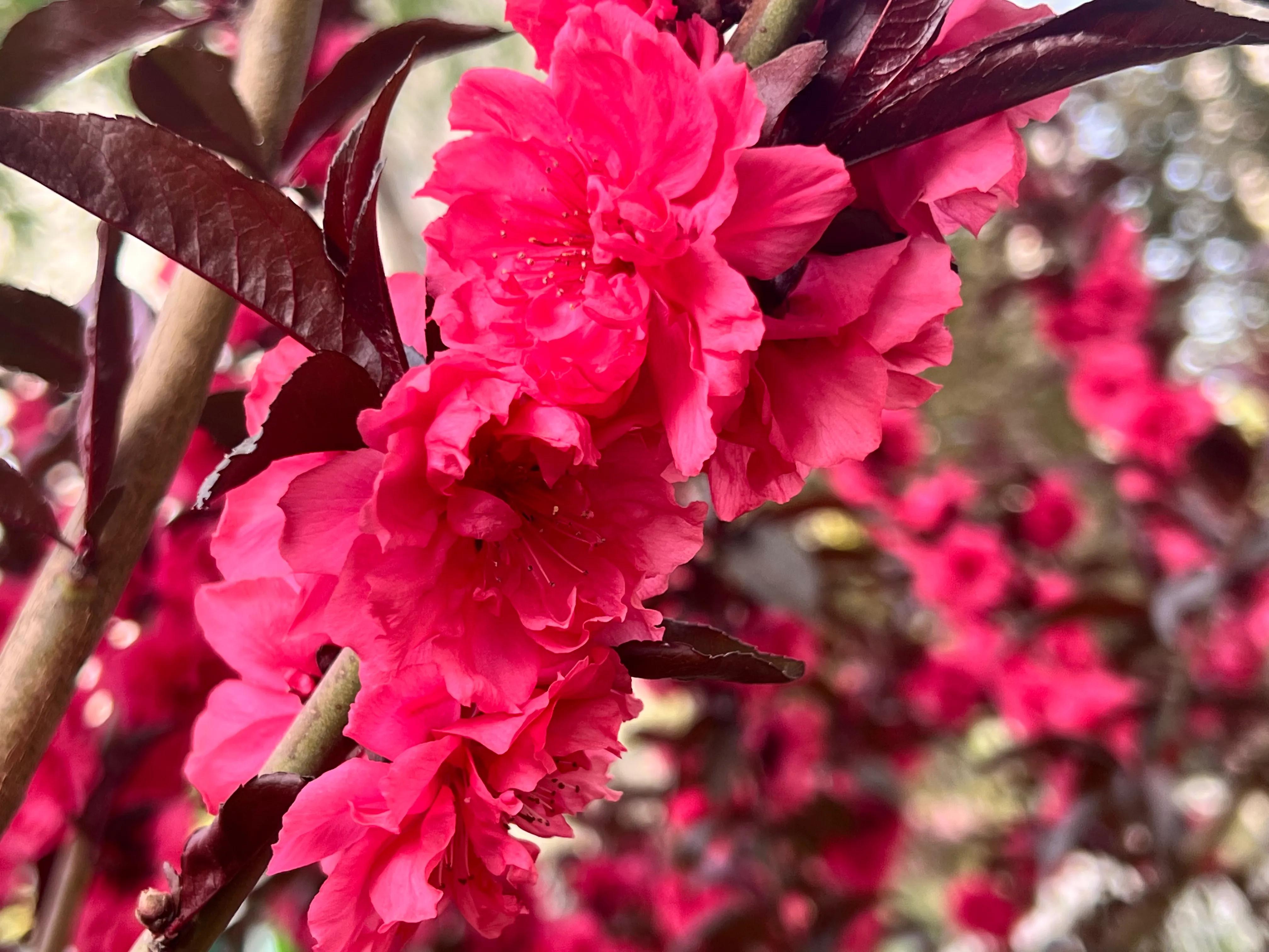 繁花似锦春常在，花红柳绿四月天，吹面不寒杨柳醉春风