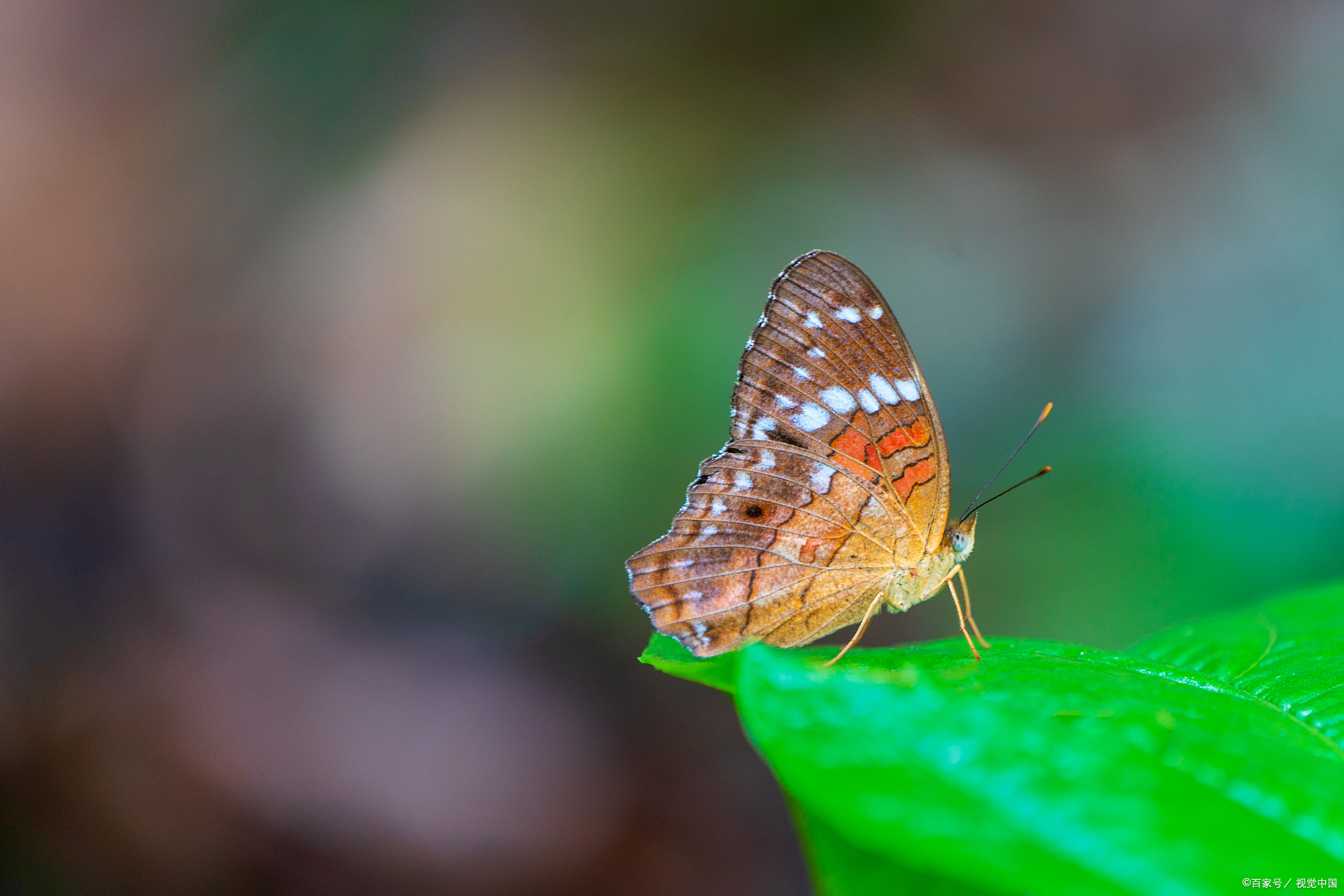 跨境电商亚马逊深圳亚马逊主图视频a 多少钱 跨境溜