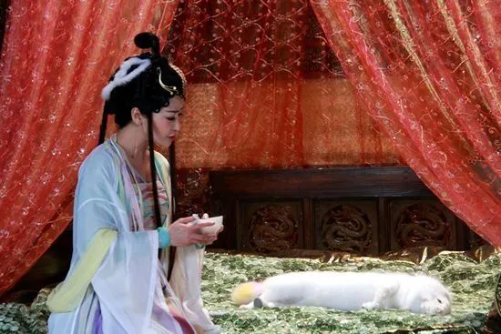 《当家主母》猫事件还未平息,网友又曝光5个剧组曾虐待动物