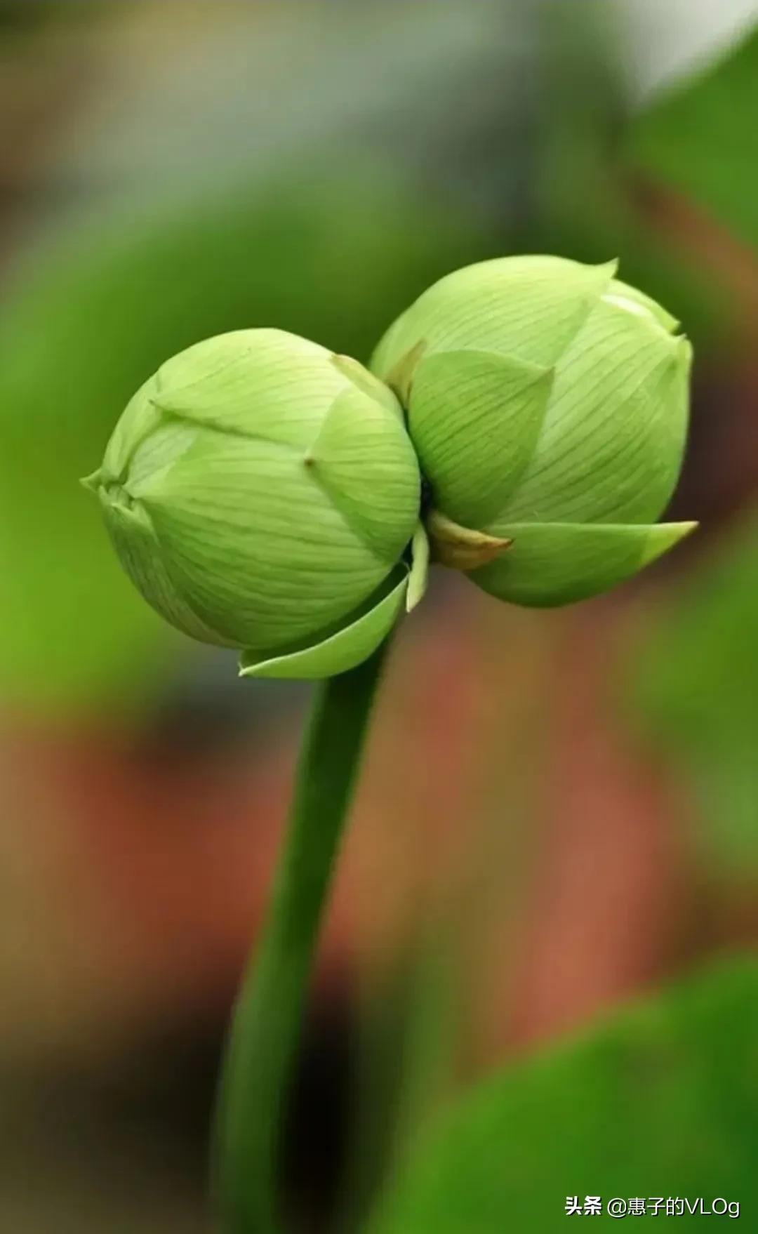 赏并蒂花开,富贵吉祥,好运连连