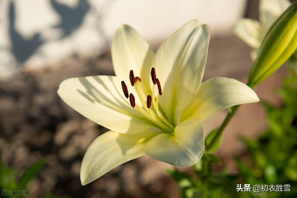 夏花百合美诗六首：花气宜人百合传，与君重结后生缘