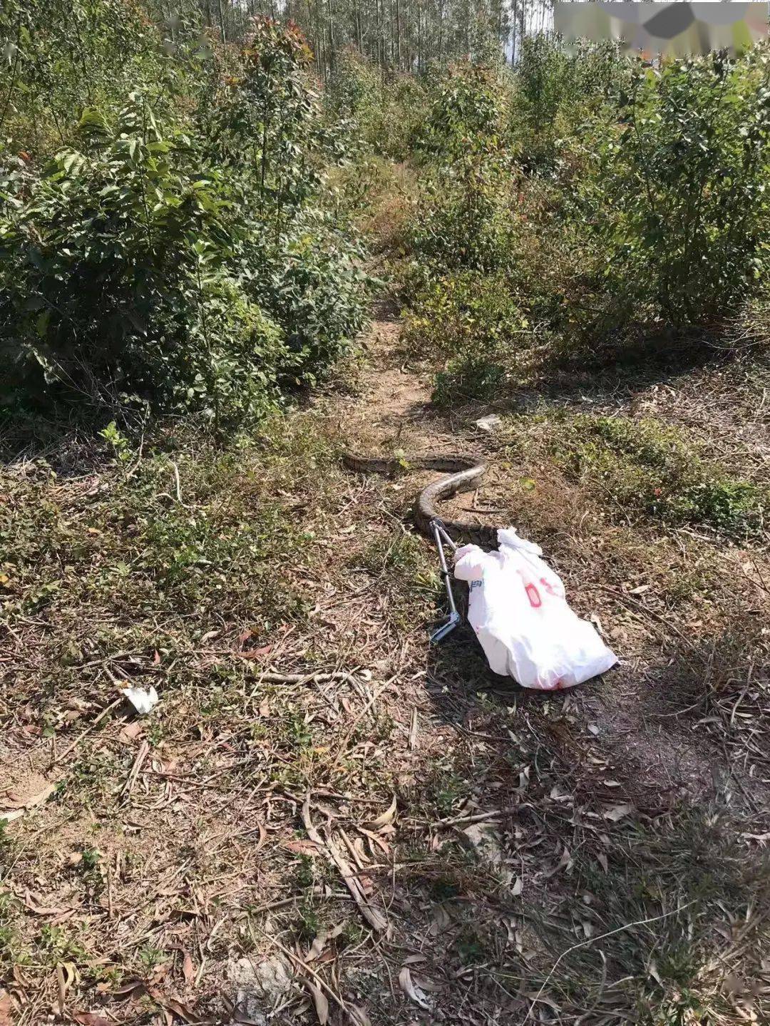 晒太阳？广东村庄惊现2米缅甸蟒！为保护动物，被咬死了能赔多少