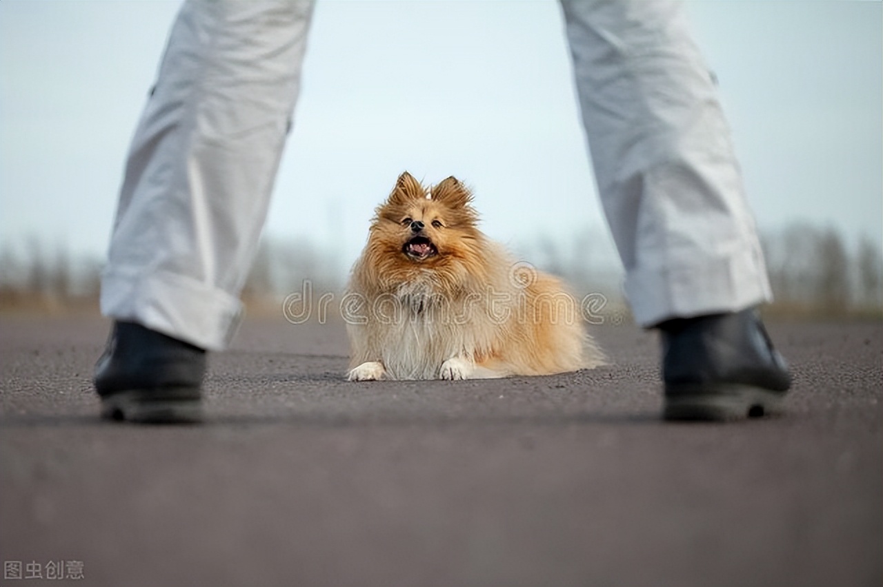 训练1只狗收费2万？宠物学校那么赚钱，为什么很少有人开？