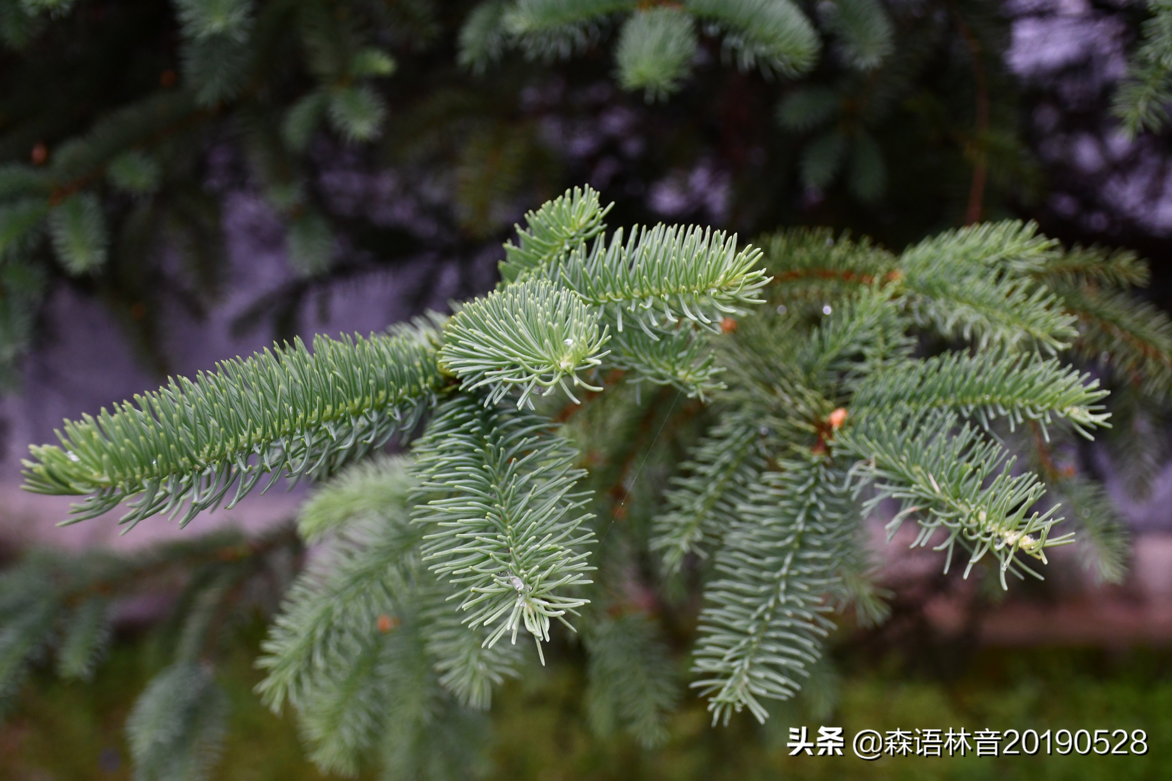 烟雨通天河 丹青水墨画——送你一个夏天“趣”通天河的理由