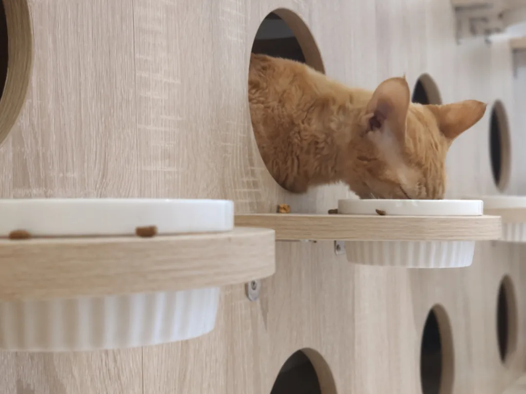 资本爱猫,不爱猫咖