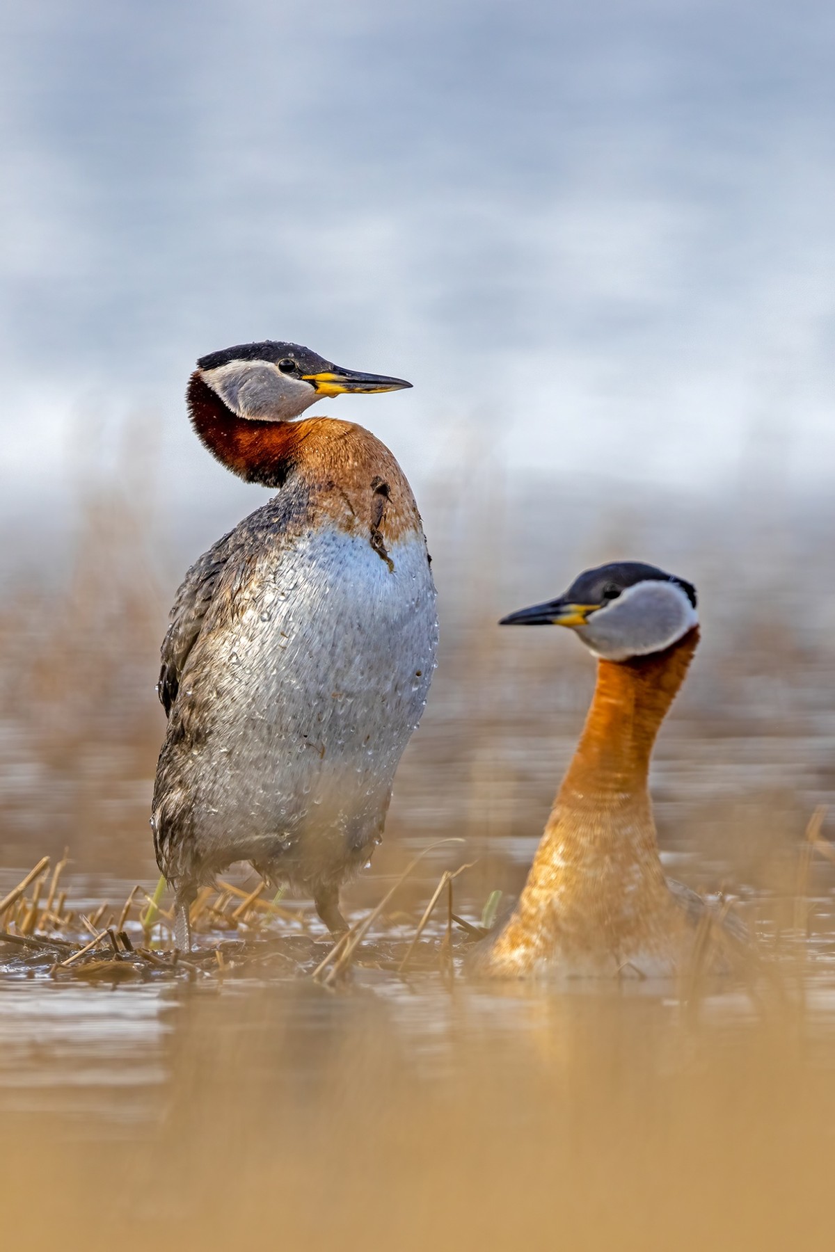 以热爱为名发现自然之美 那些野性瞬间背后的故事