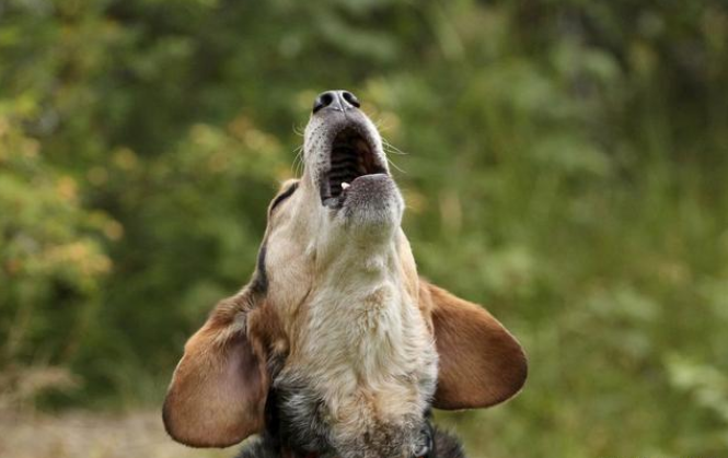 狗在半夜发出哭一样的"叫声",其实是在传达这些信息