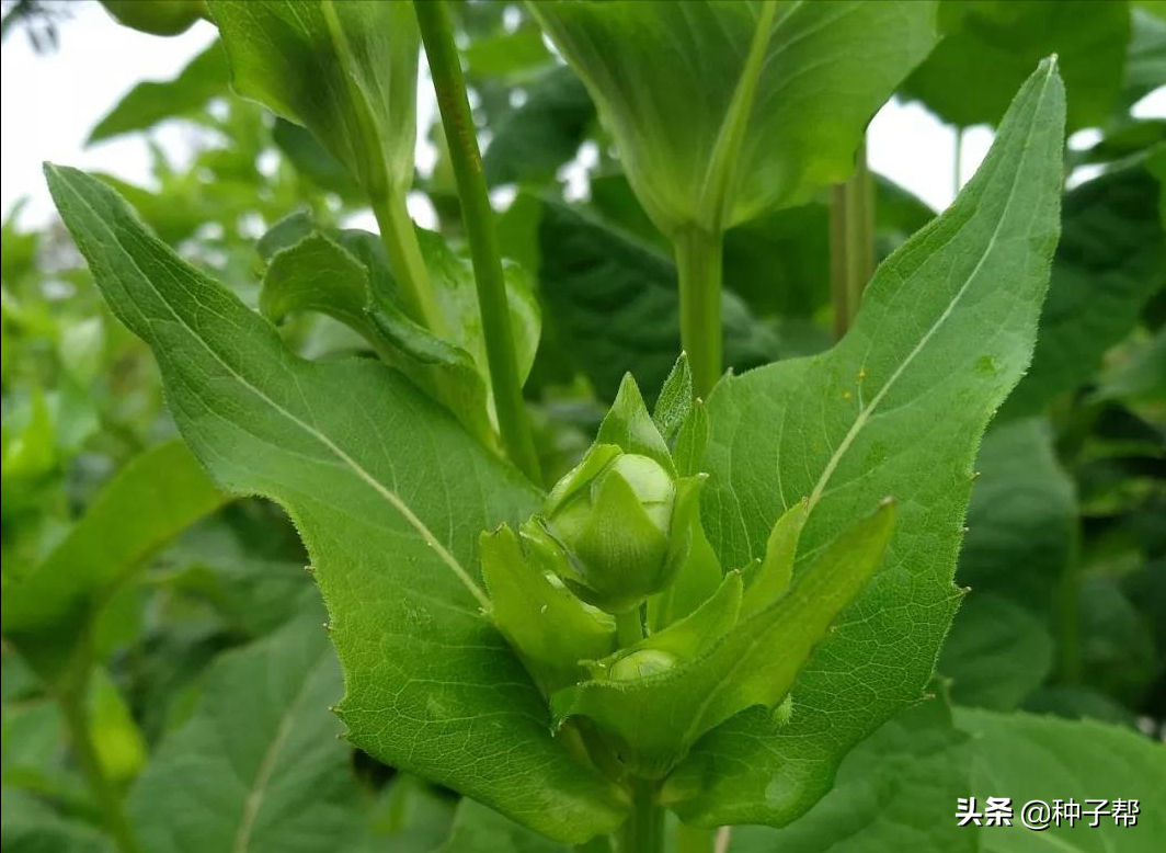 耐寒、耐高温的牧草，串叶松香草多年生，在零下40度地区可过冬