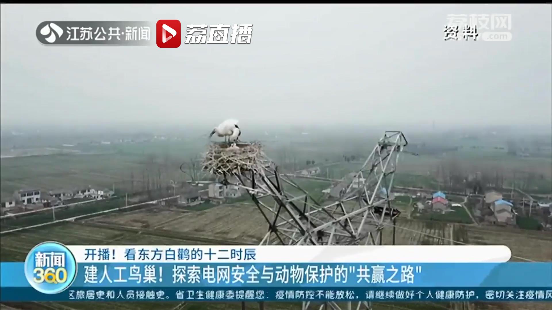 24小时直播东方白鹳！动物保护部门和供电公司共建视频 用于研究和保护