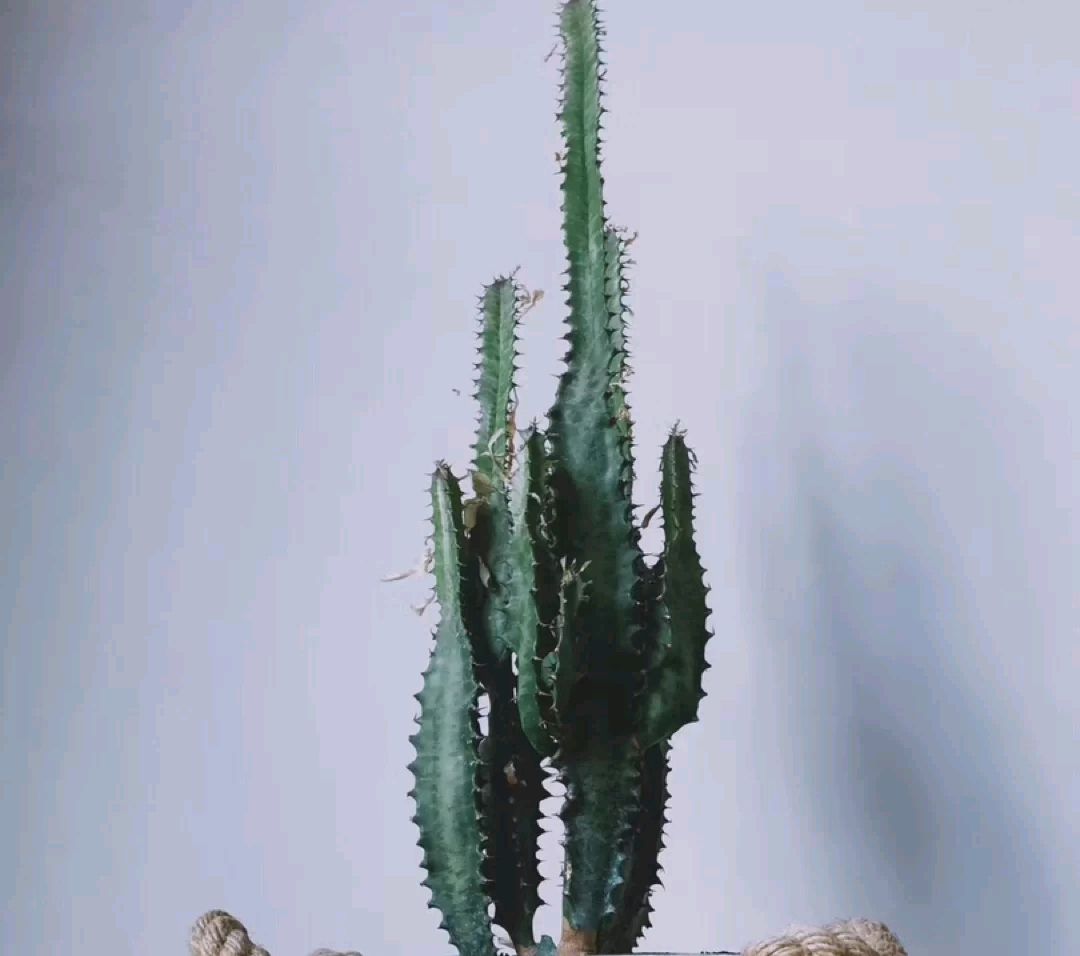 镇宅的花卉绿植有哪些（三种镇宅花一养旺家好运来）