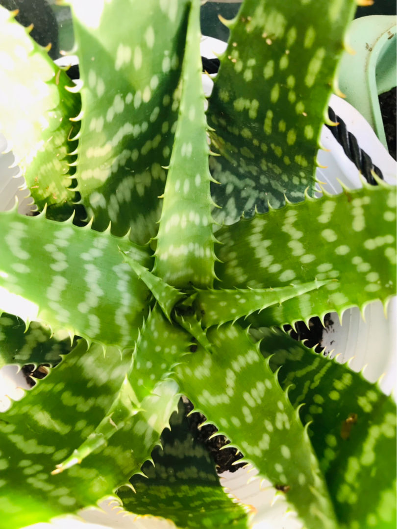 花的種植,花的種植方法和過程