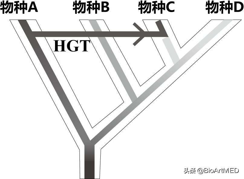 水平转移基因广泛存在昆虫基因组中，并增强雄性昆虫求偶行为