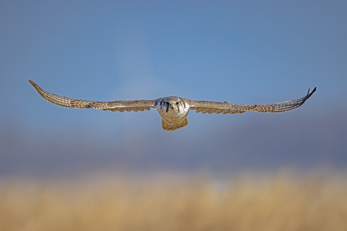 以热爱为名发现自然之美 那些野性瞬间背后的故事