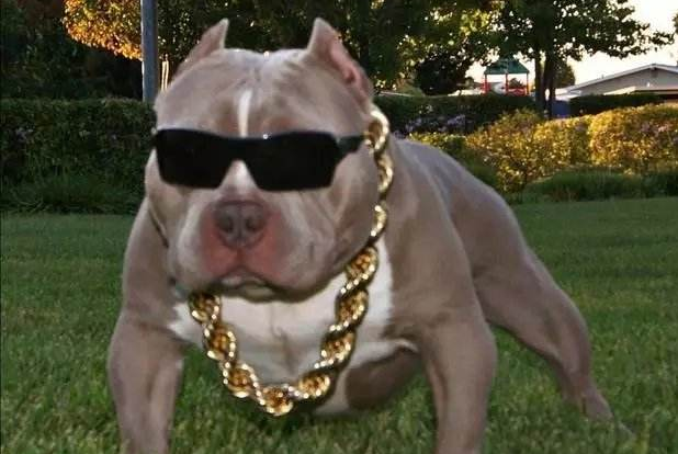 养"美国恶霸犬"的坏处,看完你还敢养吗?