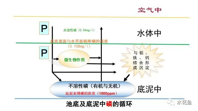 池塘底质改良：成也底质！败也底质！要养好水就须从塘底改良着手