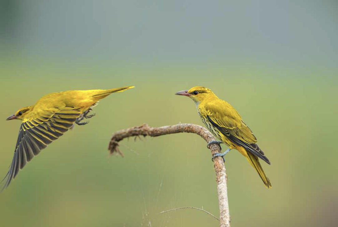 黄鹂鸟的叫声(声音清脆悦耳大自然的歌唱家)