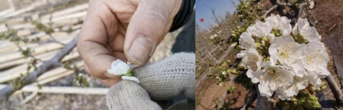 芸苔素能防寒抗冻？这篇文章告诉你真相
