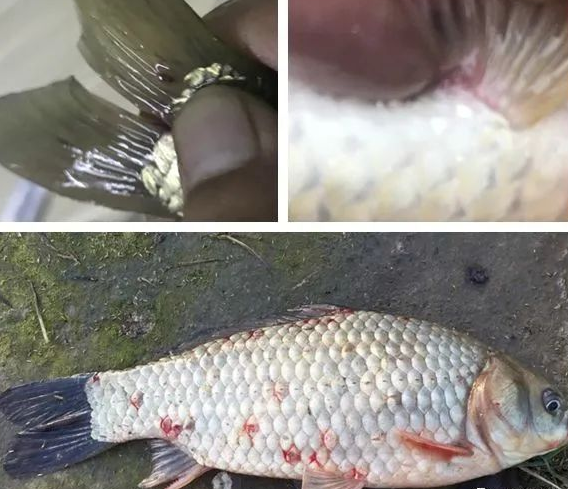 锚头蚤严重的很怎么处理?鱼塘锚头蚤怎样灭最有效果?