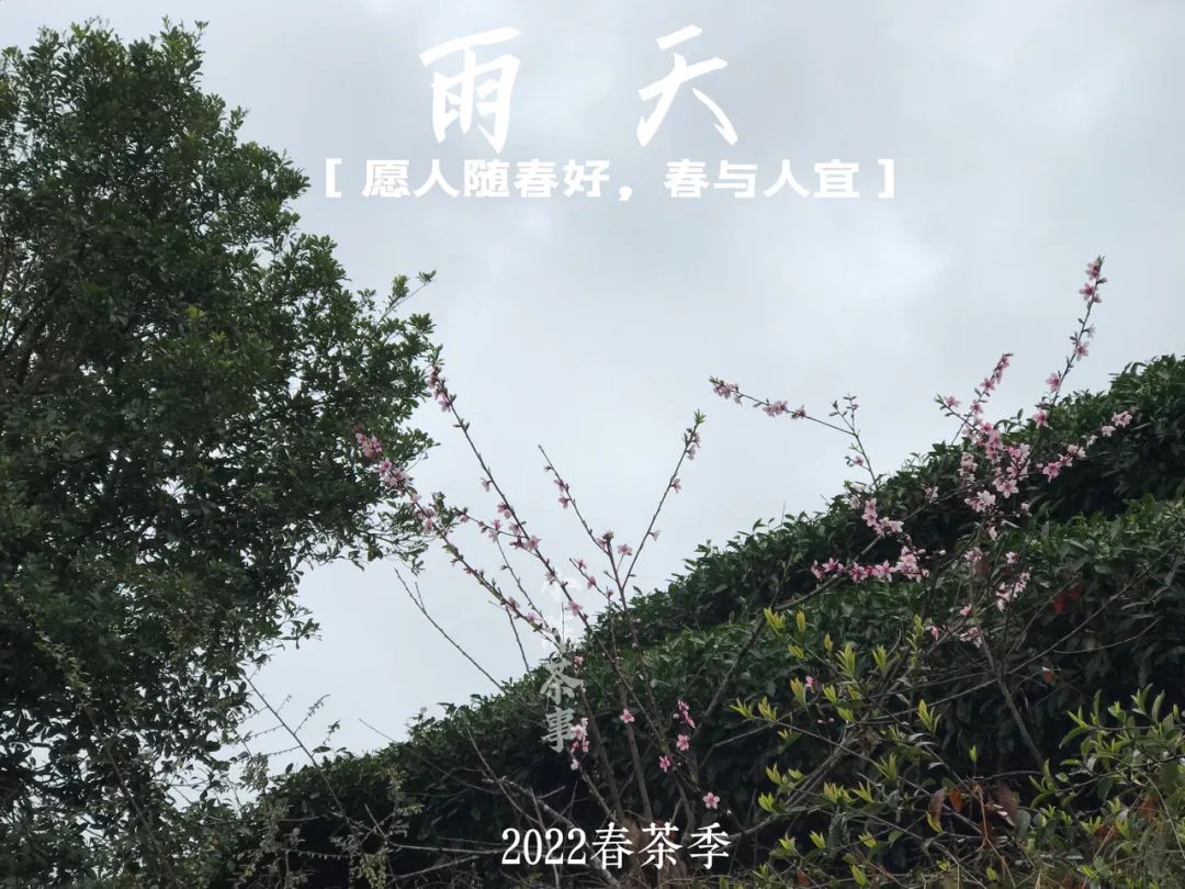 春茶季，太姥山间的春雨，总是和薄雾相伴在一起，滋润着一方茶山