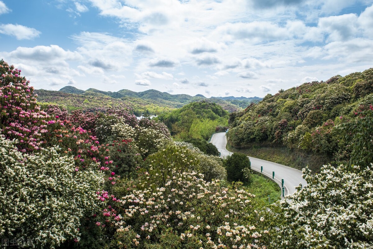 贵州大方百里杜鹃简介（最大的百里杜鹃的景区介绍）